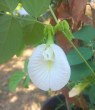 clitoria white